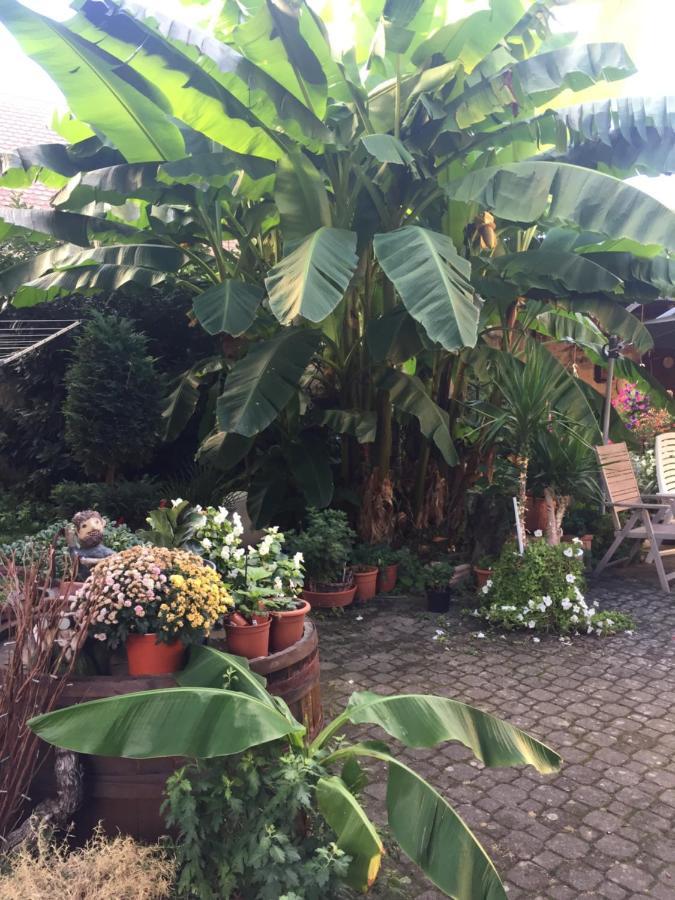 Apartamento Haus Gisela Endingen am Kaiserstuhl Exterior foto